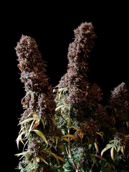 3M 👩 Runtz & Brazil. Week 22