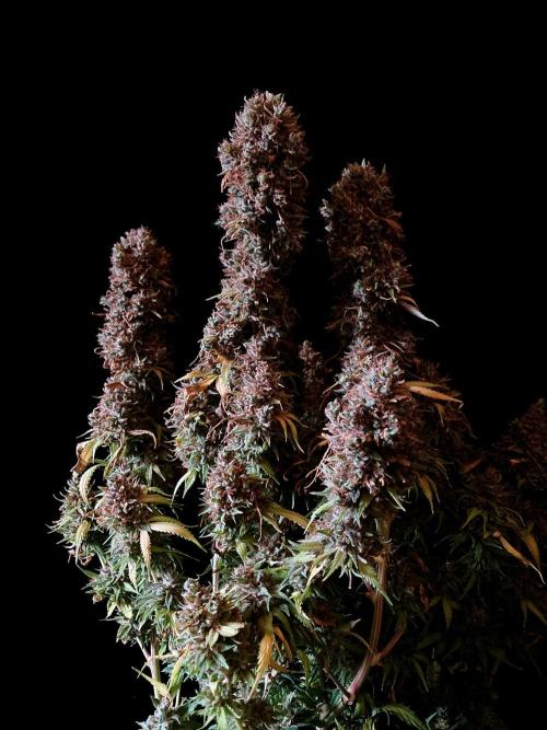 3M 👩 Runtz & Brazil. Week 22