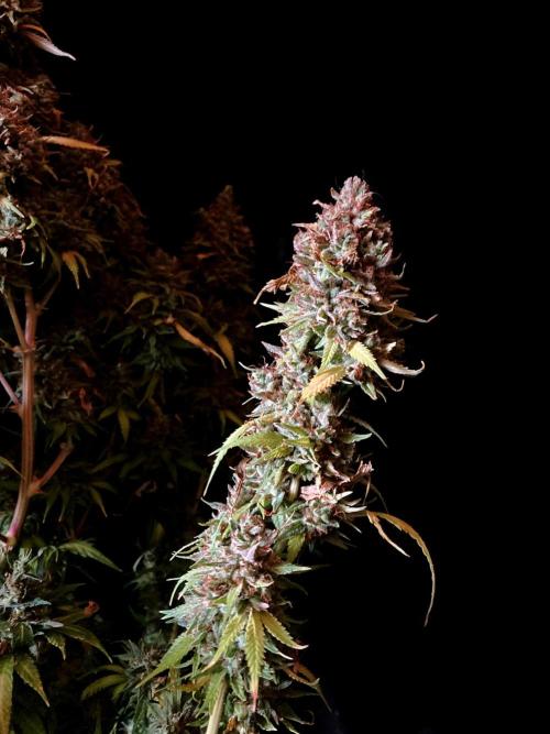 3M 👩 Runtz & Brazil. Week 22