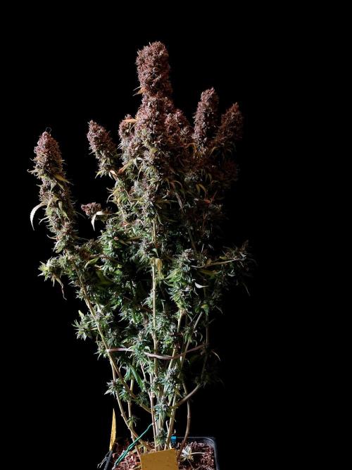 3M 👩 Runtz & Brazil. Week 22