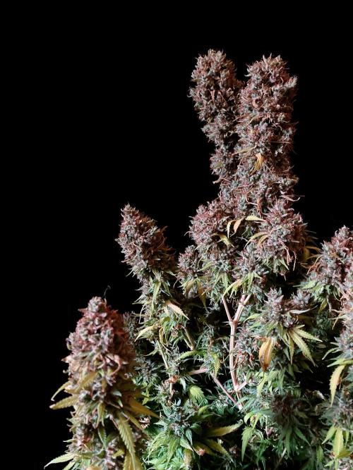 3M 👩 Runtz & Brazil. Week 22