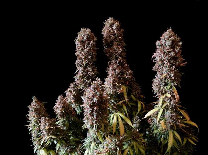 3M 👩 Runtz & Brazil. Week 22