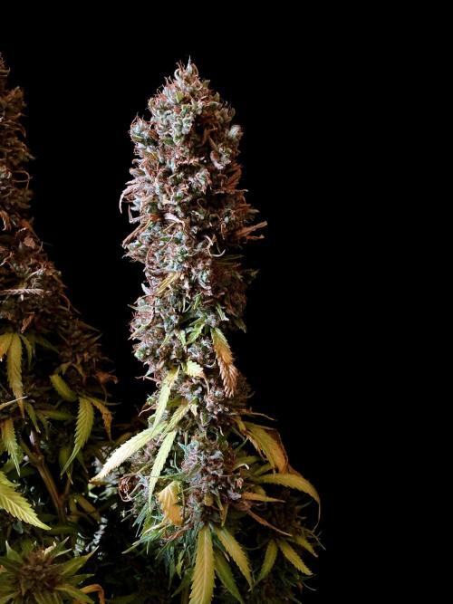 3M 👩 Runtz & Brazil. Week 22