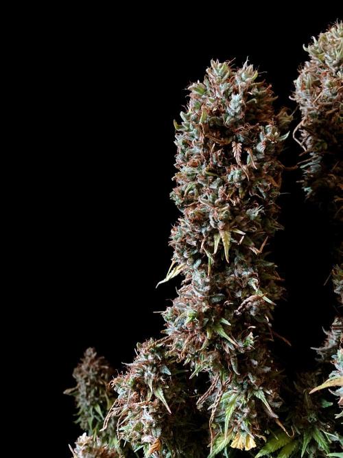 3M 👩 Runtz & Brazil. Week 22