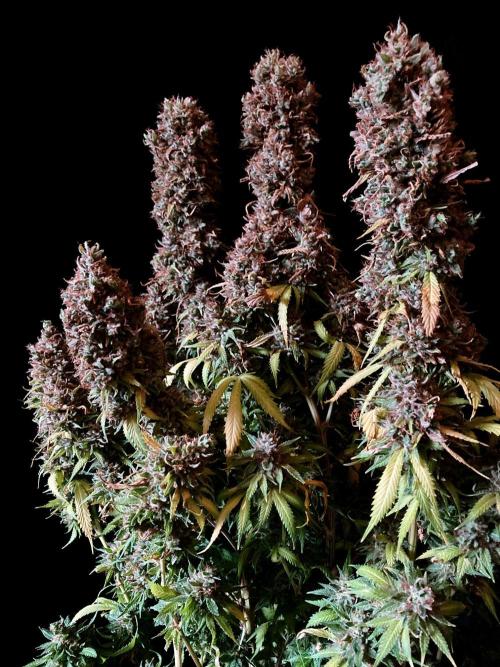 3M 👩 Runtz & Brazil. Week 22