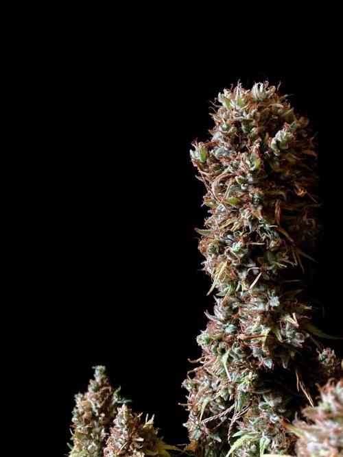3M 👩 Runtz & Brazil. Week 22