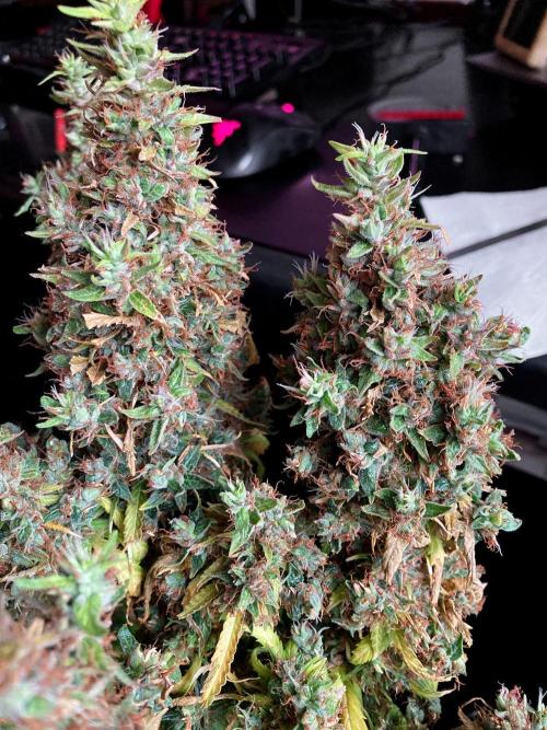 3M 👩 Runtz & Brazil. Week 22