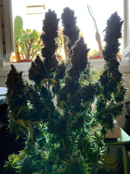 3M 👩 Runtz & Brazil. Week 22