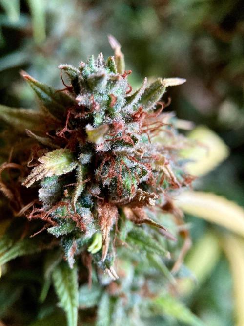 3M 👩 Runtz & Brazil. Week 22