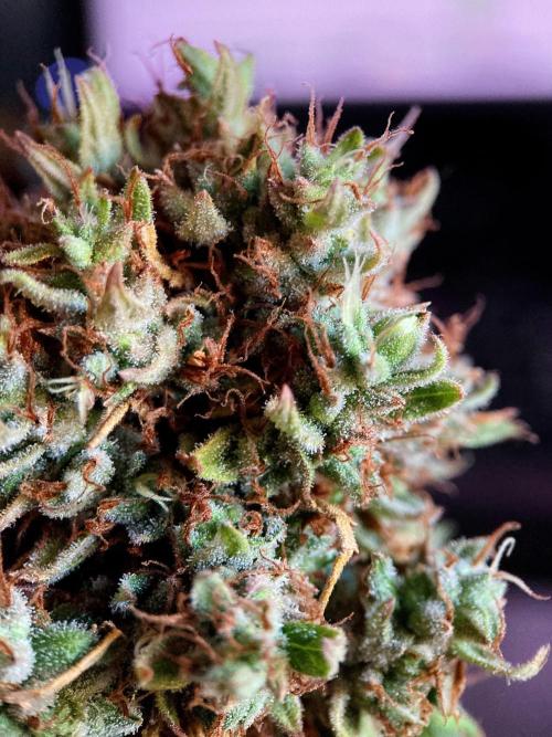 3M 👩 Runtz & Brazil. Week 22