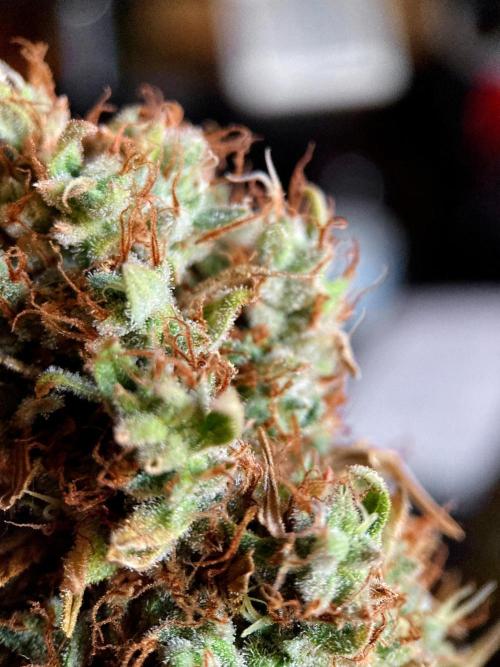 3M 👩 Runtz & Brazil. Week 22