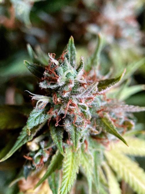 3M 👩 Runtz & Brazil. Week 22
