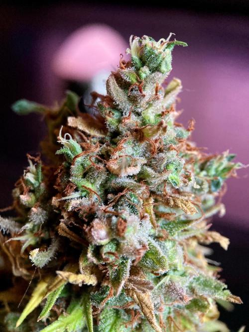 3M 👩 Runtz & Brazil. Week 22