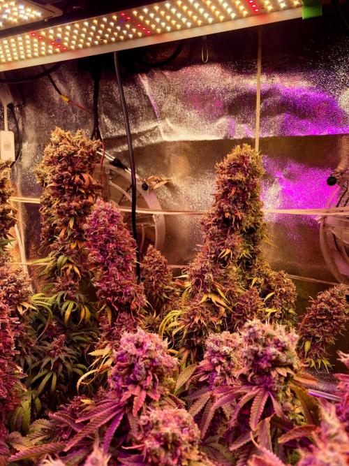 3M 👩 Runtz & Brazil. Week 22