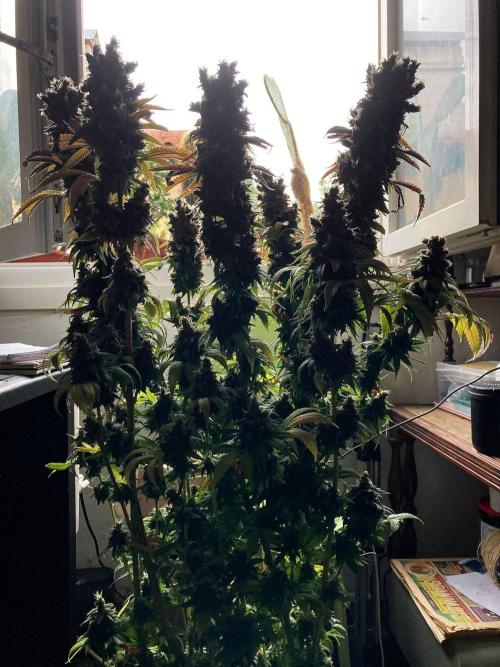3M 🌮 Mexican Rush. Week 21