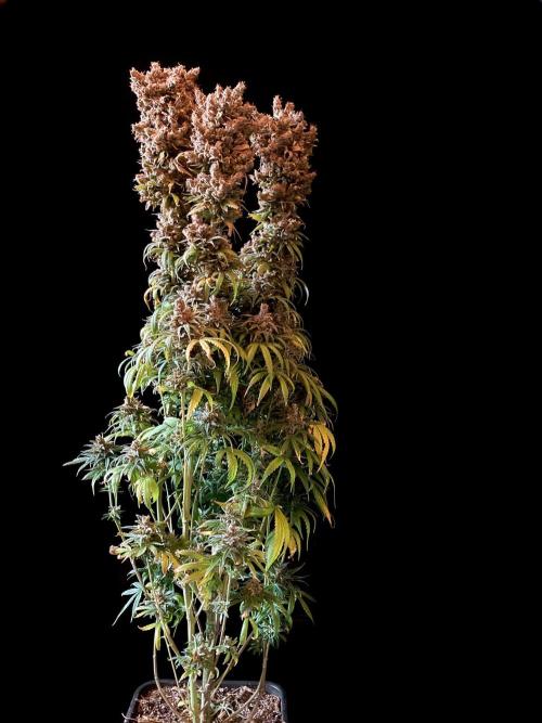 3M 🍁 NL x Thai. Week 20