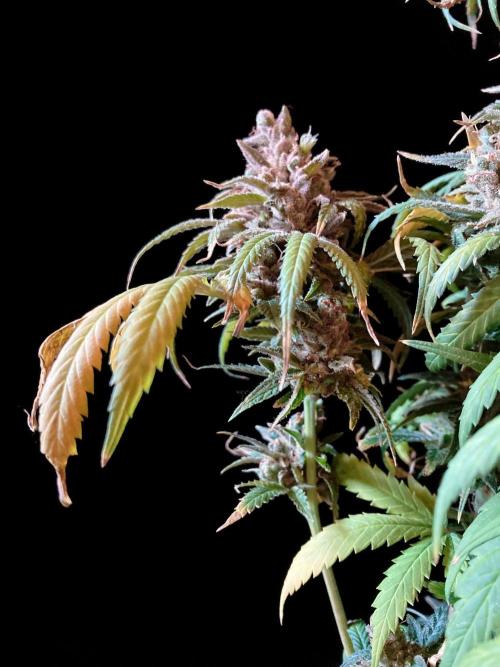 3M 🍁 NL x Thai. Week 20