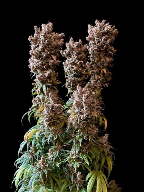 3M 🍁 NL x Thai. Week 20