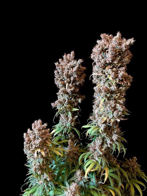 3M 🍁 NL x Thai. Week 20