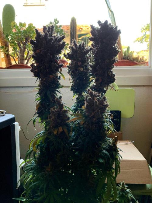 3M 🍁 NL x Thai. Week 20