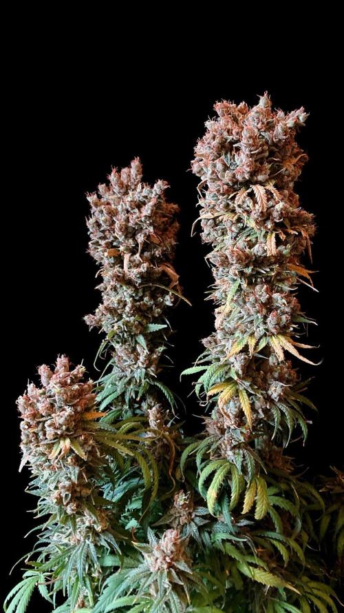 3M 🍁 NL x Thai. Week 20