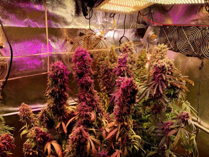 3M 🍁 NL x Thai. Week 20