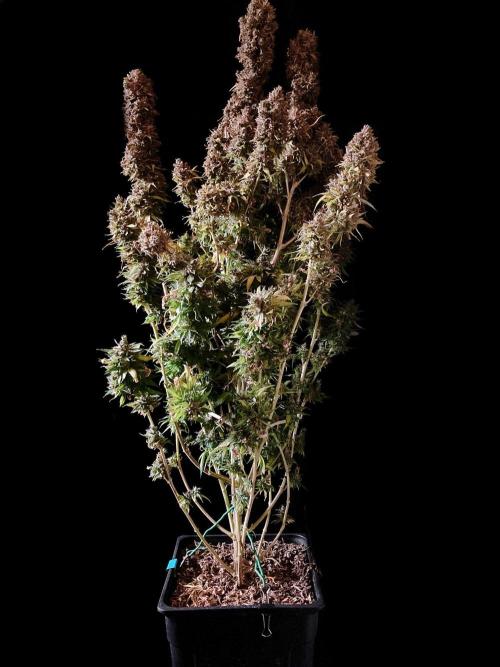 3M 👩 Runtz & Brazil. Week 23