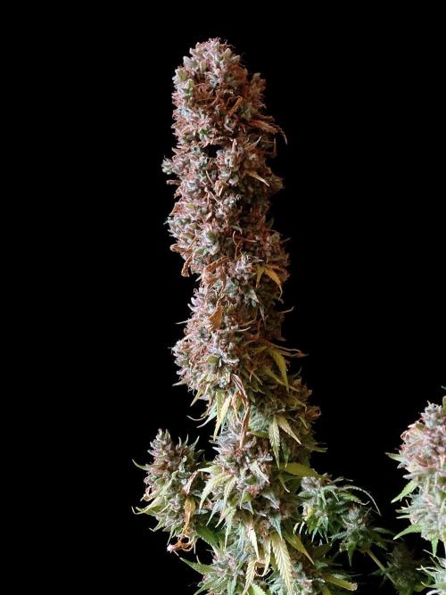 3M 👩 Runtz & Brazil. Week 23