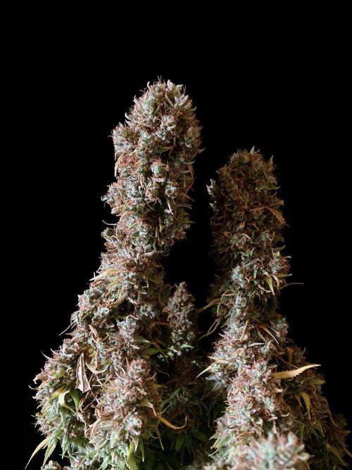 3M 👩 Runtz & Brazil. Week 23