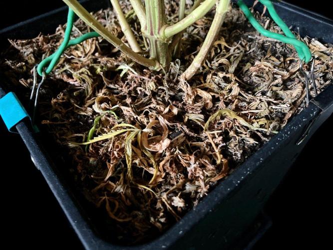 3M 👩 Runtz & Brazil. Week 23 - Sacred Mulch