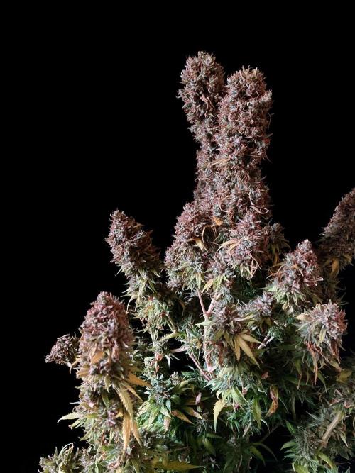 3M 👩 Runtz & Brazil. Week 23