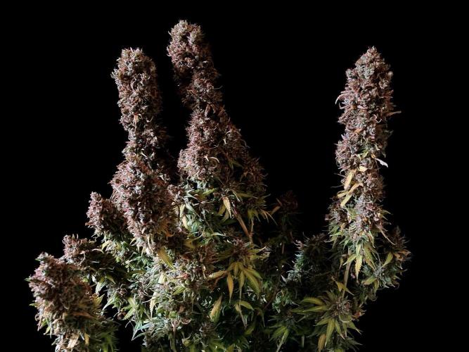 3M 👩 Runtz & Brazil. Week 23
