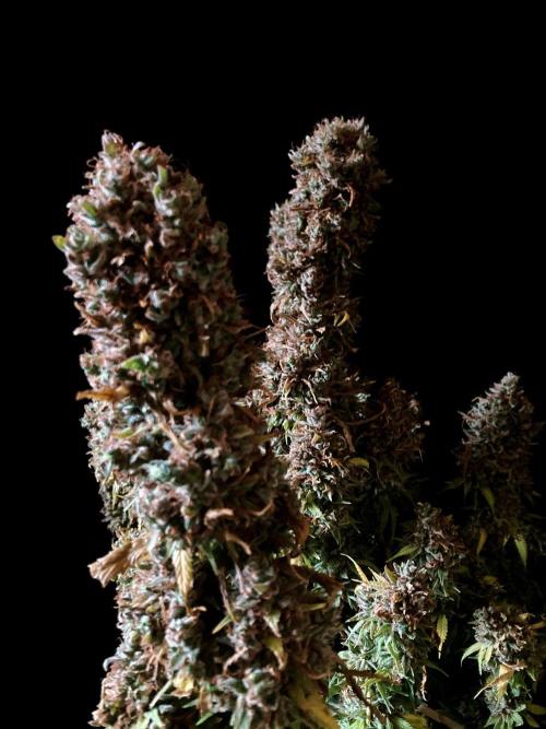 3M 👩 Runtz & Brazil. Week 23