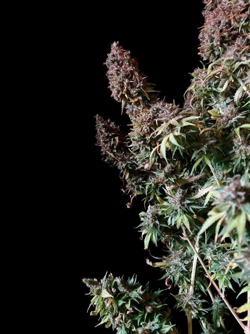 3M 👩 Runtz & Brazil. Week 23