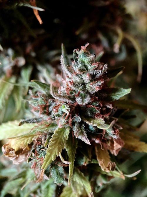 3M 👩 Runtz & Brazil. Week 23