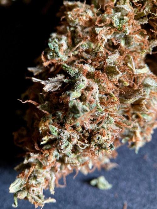 3M 👩 Runtz & Brazil. Week 23