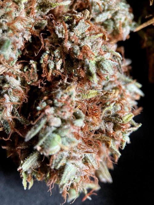 3M 👩 Runtz & Brazil. Week 23