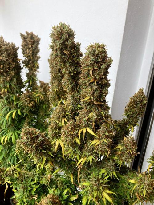 3M 👩 Runtz & Brazil. Week 23