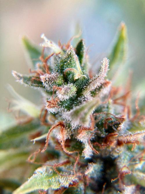 Runtz x Sativa Brazil. Week 23