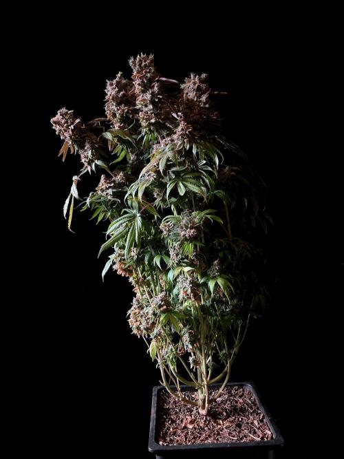 3M 🔺 Tutankhamon. Week 21