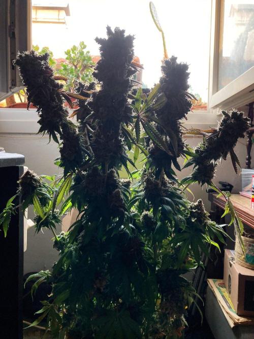 3M 🔺 Tutankhamon. Week 21