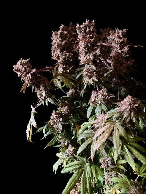 3M 🔺 Tutankhamon. Week 21