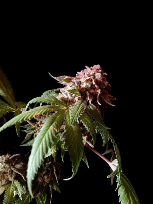3M 🔺 Tutankhamon. Week 21