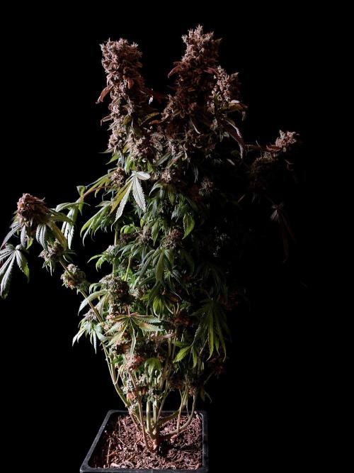 3M 🔺 Tutankhamon. Week 21