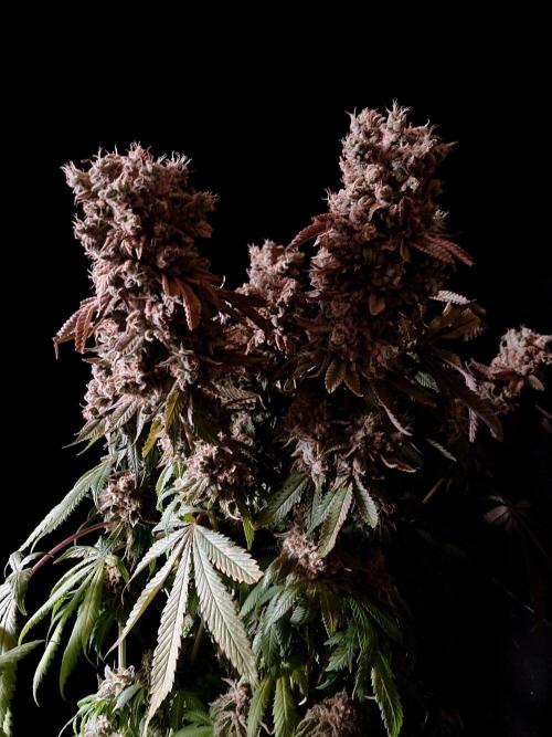 3M 🔺 Tutankhamon. Week 21