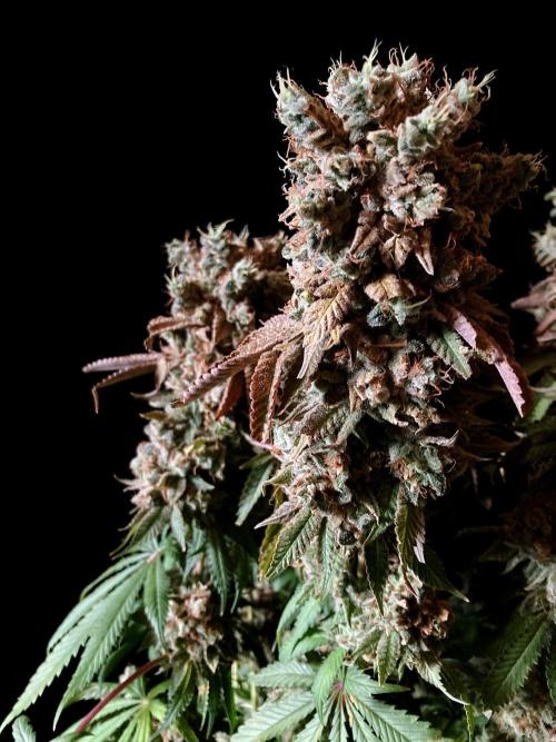 3M 🔺 Tutankhamon. Week 21