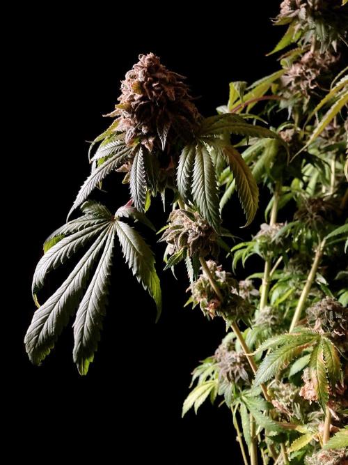 3M 🔺 Tutankhamon. Week 21