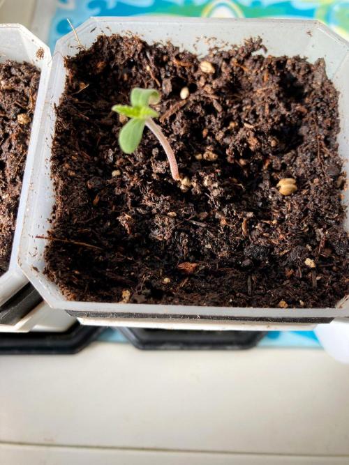 3M 🍊 Clementine Slush. Week 0