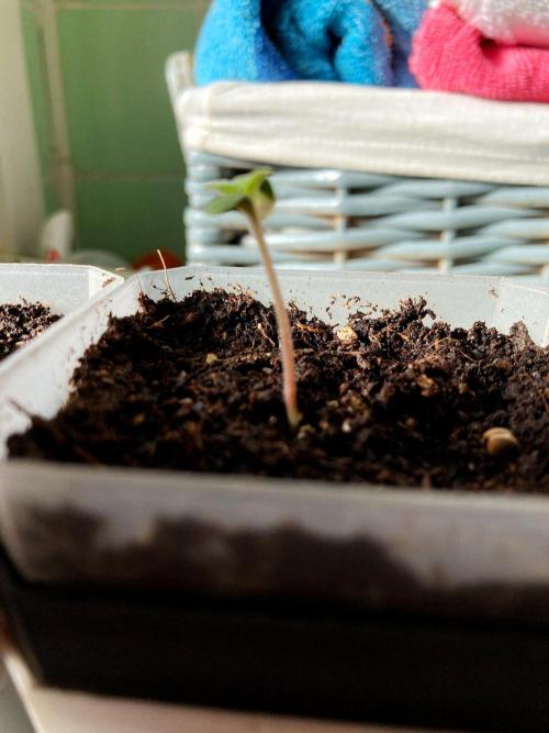 3M ♕ Caribbean Queen. Week 0
