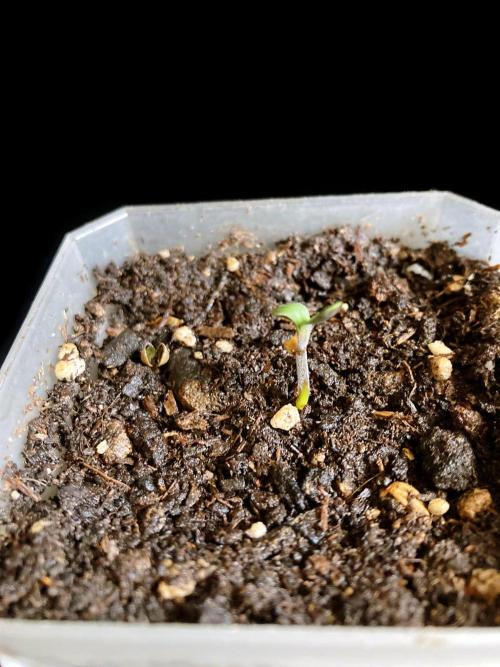 3M ♔ Purple Queen Mother. Week 0
